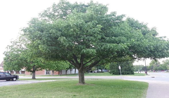 Proteínas Alergénicas de Fraxinus Sinensis y Cecropia Sy y Reactividad Cruzada entre Oleáceas