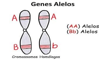 Caracterización Genética de Alelos Atípicos del Locus FGA en Población Mulata