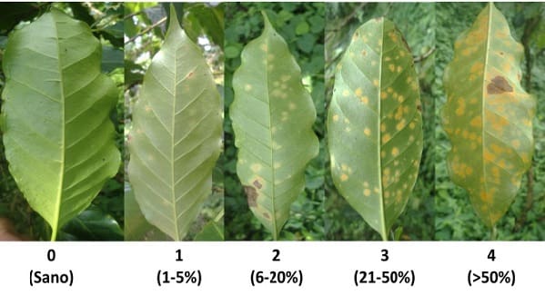 Análisis Bioquímico, Antigénico y Alergénico de Extractos de Hemileia Vastatrix (Roya del café)