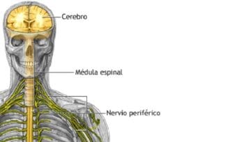 Operaciones para Lesiones de los Nervios Periféricos