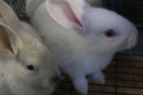 Droguerías Veterinarias en Manizales