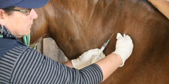 Droguerías Veterinarias en Valledupar