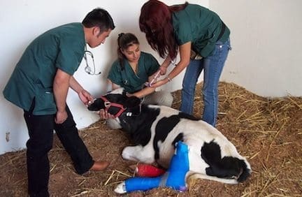 Medicos Veterinarios Zootecnistas, Medicos Veterinarios y Zootecnistas habilitados para el Ejercicio en Colombia