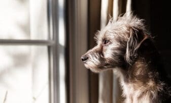 Ansiedad por separación en perros y gatos