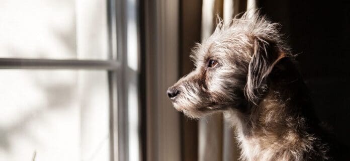 Ansiedad por separación en perros y gatos