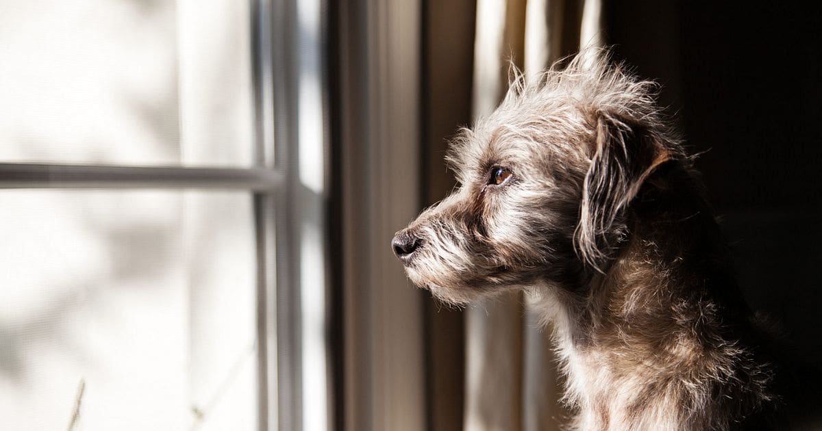 Ansiedad por separación en perros y gatos