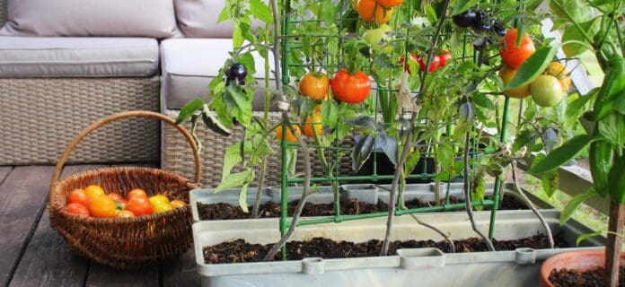 Cultivar tomates en casa