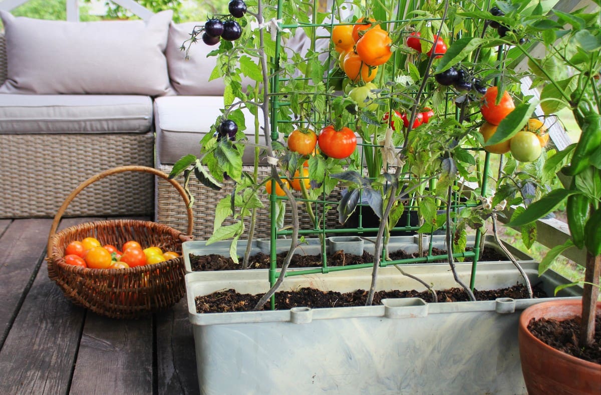 Cultivar tomates en casa