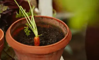 Cultivar zanahorias en espacios pequeños