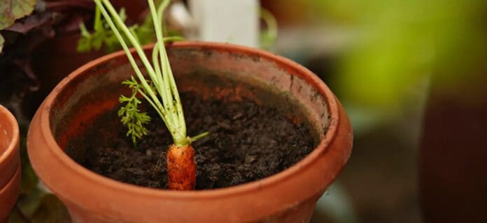 Cultivar zanahorias en espacios pequeños