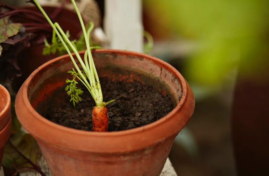 Cultivar zanahorias en espacios pequeños