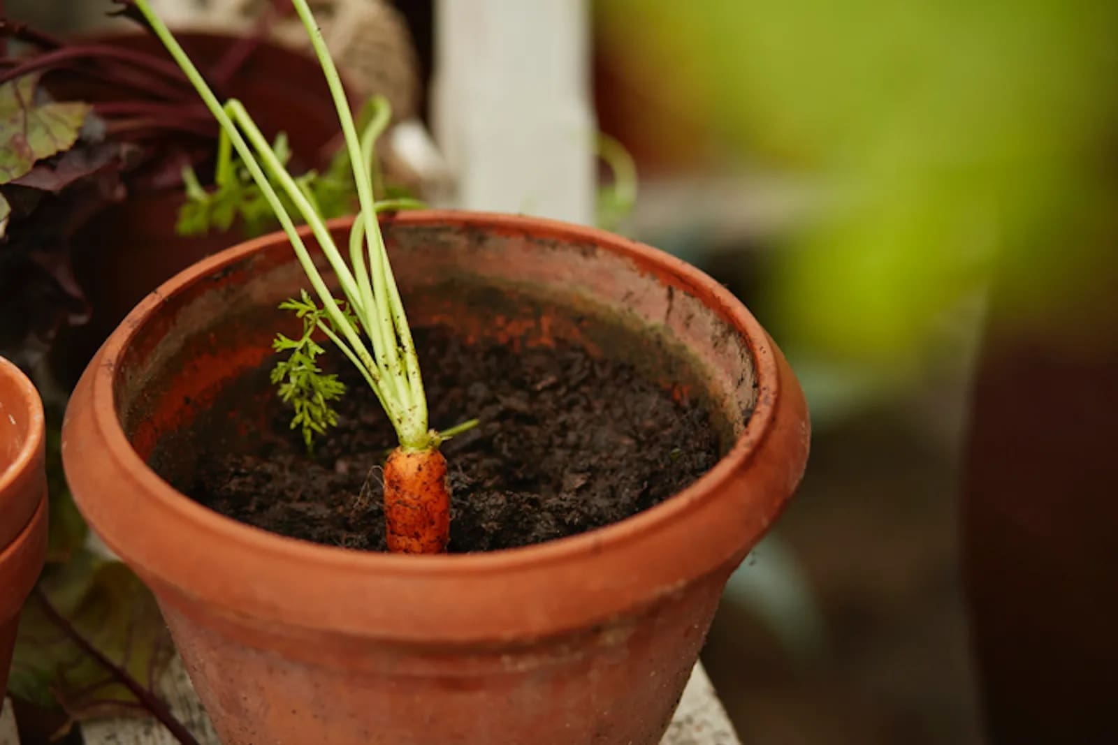 Cultivar zanahorias en espacios pequeños