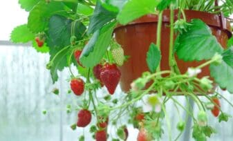 Cultivo de fresas en macetas