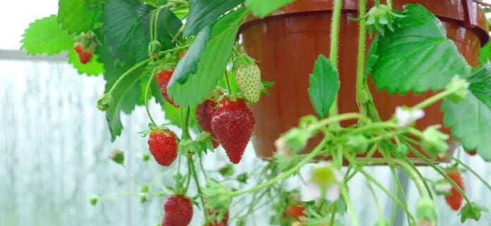 Cultivo de fresas en macetas