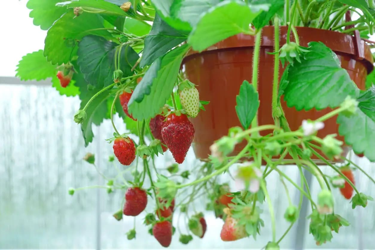 Cultivo de fresas en macetas