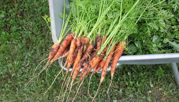 Cultivo de Zanahoria para clima templado