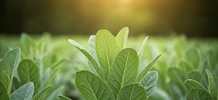 Cultivos para clima templado