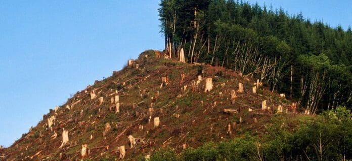 Destrucción de los Bosques