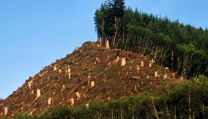 Destrucción de los Bosques