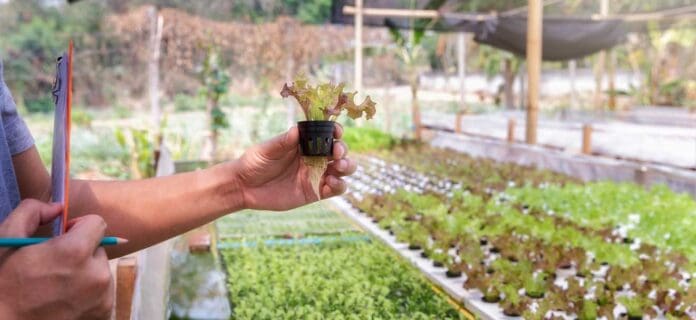 Emprendimientos creativos y oportunidades en el campo