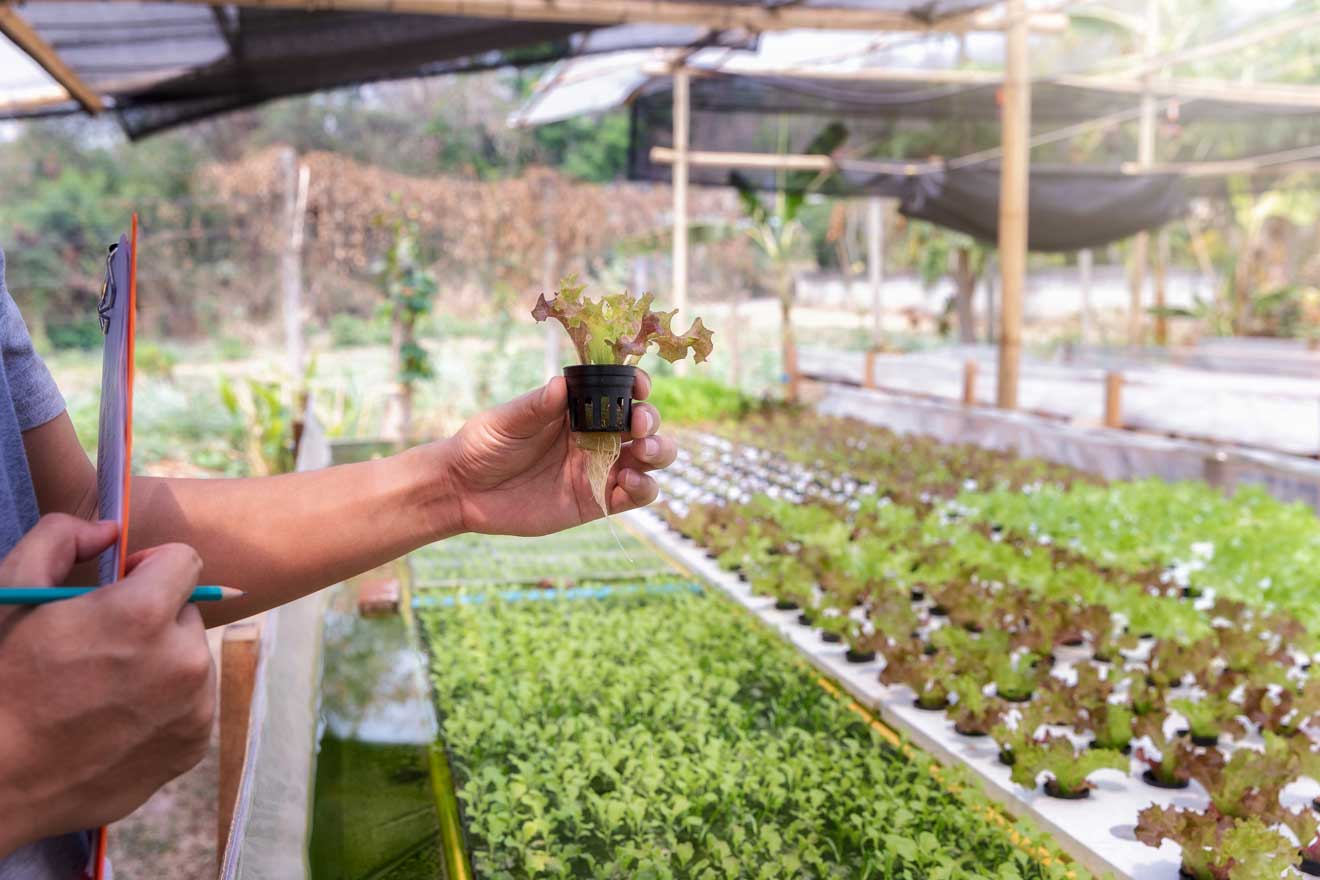 Emprendimientos creativos y oportunidades en el campo