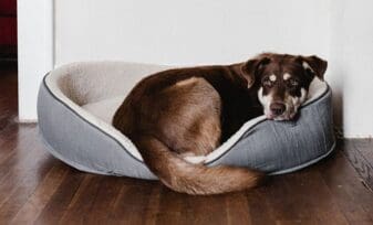 Entrenar a tu perro para quedarse solo en casa