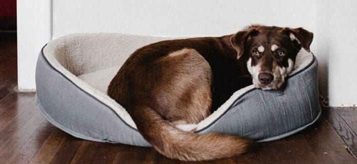 Entrenar a tu perro para quedarse solo en casa