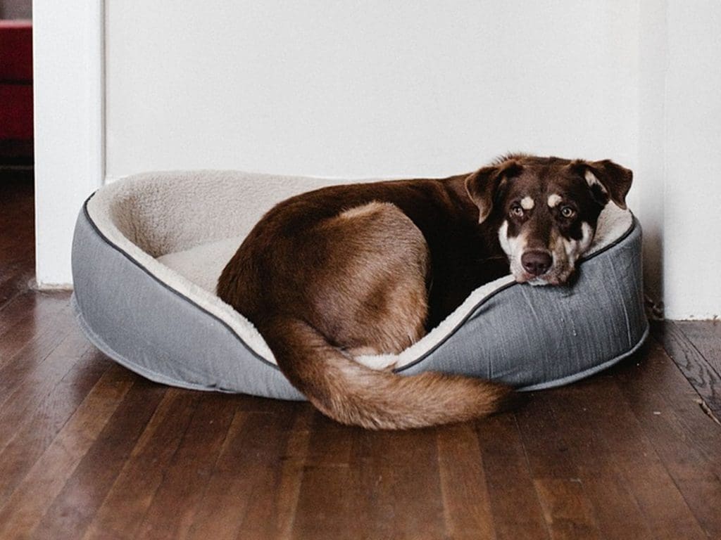 Entrenar a tu perro para quedarse solo en casa