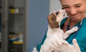 Habilidades necesarias para ser veterinario o estudiar veterinaria