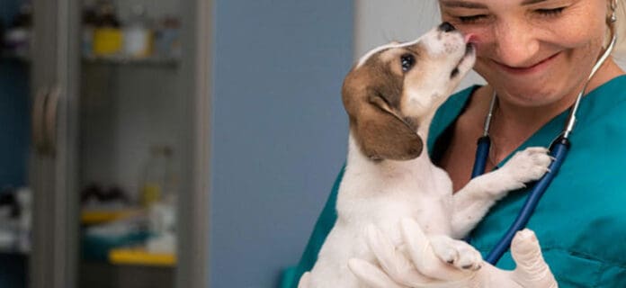 Habilidades necesarias para ser veterinario o estudiar veterinaria