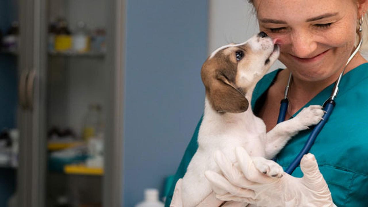 Habilidades necesarias para ser veterinario o estudiar veterinaria