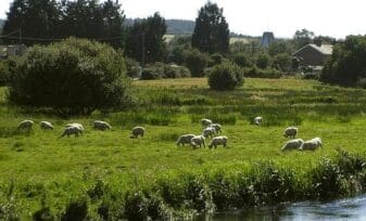 En el Pasto Está la Clave para Combatir Cambio Climático