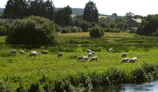 En el Pasto Está la Clave para Combatir Cambio Climático