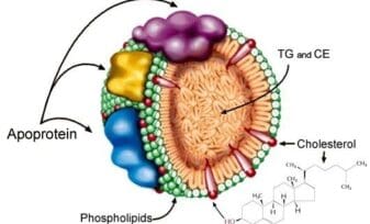 Apolipoproteínas