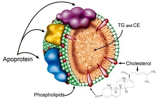 Apolipoproteínas