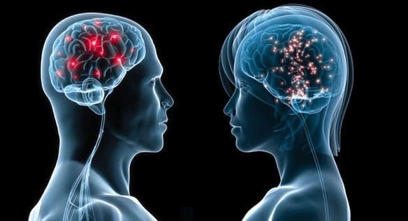 Estrógeno podría potenciar el Cerebro