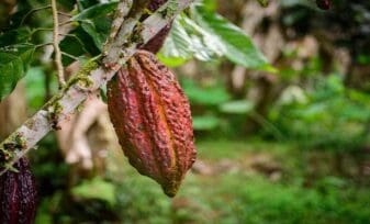 Cadena Productiva del Cacao