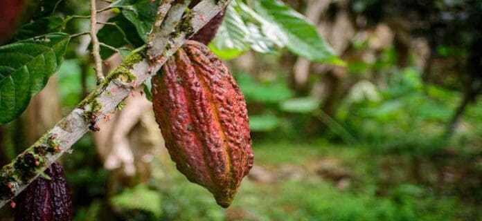 Cadena Productiva del Cacao