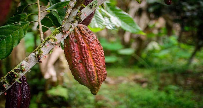 Cadena Productiva del Cacao