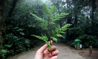 Servicios Ecosistémicos y Cambios en el Bienestar Humano 