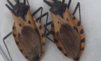 Fase Indeterminada para Enfermedad de Chagas