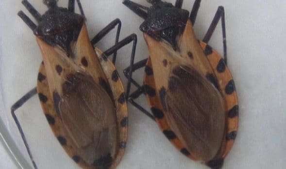 Fase Indeterminada para Enfermedad de Chagas