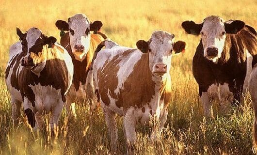 Colombia país de “riesgo insignificante de la enfermedad de las vacas locas”