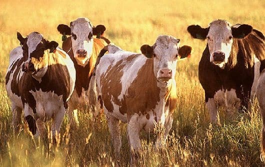 Colombia país de “riesgo insignificante de la enfermedad de las vacas locas”