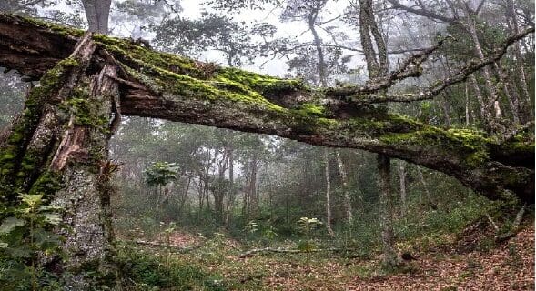 Gestión Ambiental y Economía, Conceptos