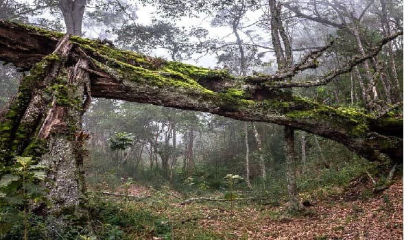 Gestión Ambiental y Economía, Conceptos