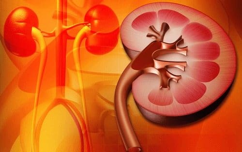 Enfermedad Renal Crónica, Antecedentes