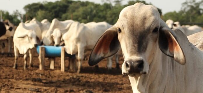 Programa estratégico de forrajes para evitar hambruna bovina