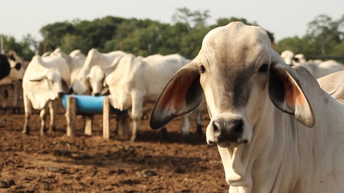 Programa estratégico de forrajes para evitar hambruna bovina