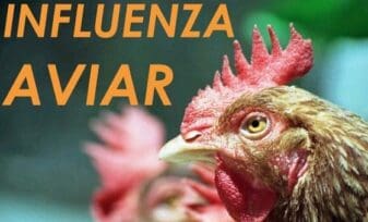 ¿Chile le gana a la influenza aviar?